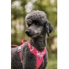 Hurtta Weekend Warrior Dog Harness, Ruby, 39-47 in
