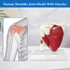 Human Shoulder Joint Model with Muscle Anatomical Model for Medical