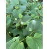 Home-Growth Fish Mint, Houttuynia Cordata, Chameleon Plant - 10 Bare
