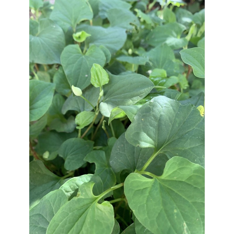 Home-Growth Fish Mint, Houttuynia Cordata, Chameleon Plant - 10 Bare