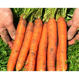 FUN AND GROW SEEDS: Seeds Carrot Tip Top Non GMO Heirloom 1000 Seeds