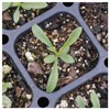 Everwilde Farms - 2000 Bigelow's Aster Native Wildflower Seeds -