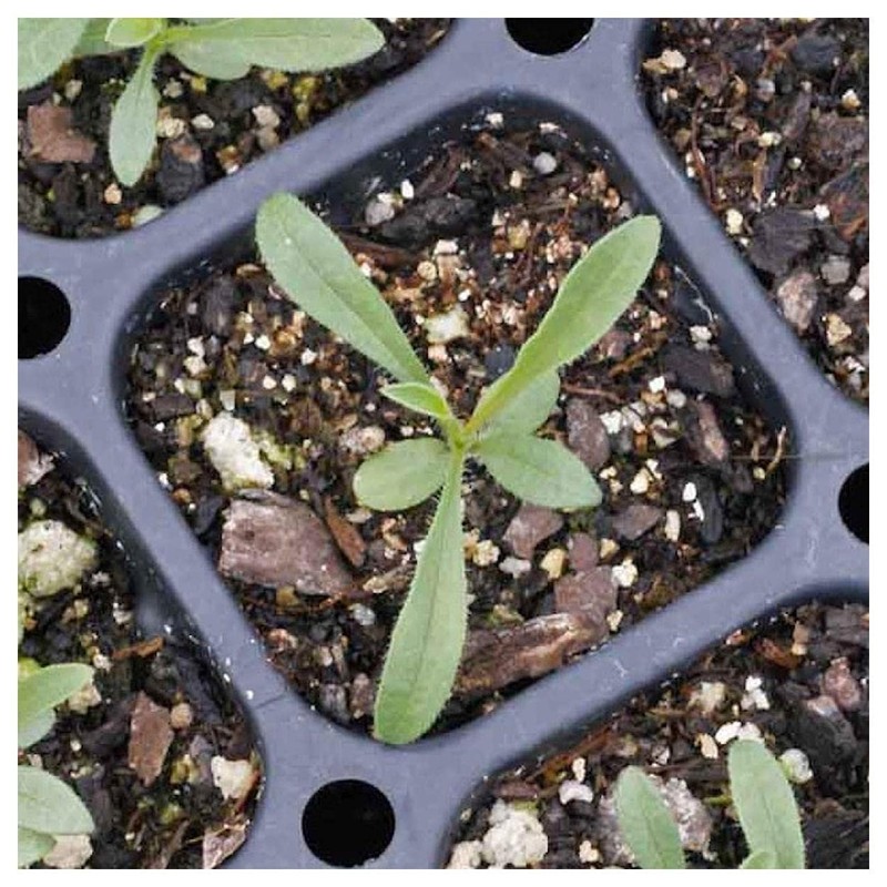 Everwilde Farms - 2000 Bigelow's Aster Native Wildflower Seeds -