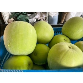 known-you 24 Fragrant Wax Gourd seeds; Taro Winter Melon; Bi Dao; 芋香冬瓜; 農友種苗