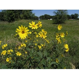 Stampede Jerusalem Artichoke Tubers (Organic) Per Tuber - Early Maturing - Big Tubers - Stampede Variety Sunchokes (5 Tubers)