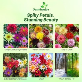 Outsidepride 1000 Seeds Annual Dahlia Cactus Flower Seed Mix for Planting