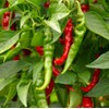 100 Long Slim Cayenne Hot Pepper Seeds for Planting Non