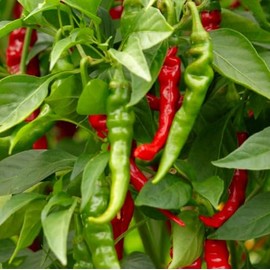 100 Long Slim Cayenne Hot Pepper Seeds for Planting Non GMO Heirloom Seeds Fresh Garden Seed