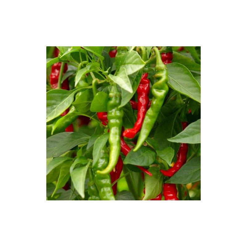 100 Long Slim Cayenne Hot Pepper Seeds for Planting Non