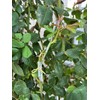 HAINANSTRY Grafting Tape 2 PCS, Stretchable Garden Grafting Tape Plants