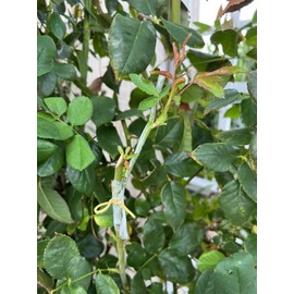 HAINANSTRY Grafting Tape 2 PCS, Stretchable Garden Grafting Tape Plants Repair Tapes for Floral Fruit Tree and Poly Budding Tape - Green & White