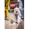 Puppytie No Pull Dog Harness with Multifunction Dog Leash,Soft Adjustable