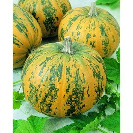 Seeds Pumpkin Muscat Vitamin Big Decorative Ornamental Unique Giant Vegetable for Planting Garden Ukraine