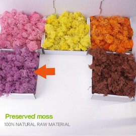 ACADOIT Preserved Moss-3.5 OZ Moss for Crafts Faux Moss Decor Natural Green Moss for Art Wall Florist Decor, Fairy Gardens, Wedding, Floral Project(Purple 3.5 OZ)