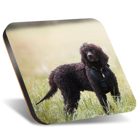 1 x Square Jumbo Size Coaster 12cm Irish Water Spaniel Dog Puppy Cork Backed MDF Glossy Tea Coffee Accessory #51235