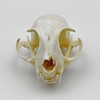 Real Animal Bone Specimen Natural Taxidermy Feline Skull for Science