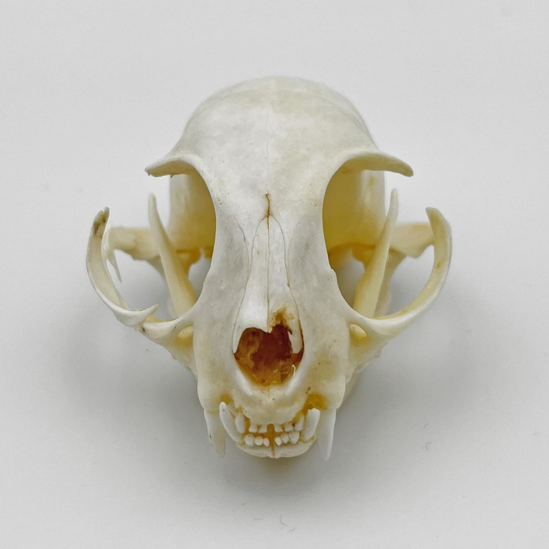 Real Animal Bone Specimen Natural Taxidermy Feline Skull for Science