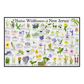 Where's Wildlife Native Wildflowers of New Jersey Poster - Flower Chart (24" x 36")