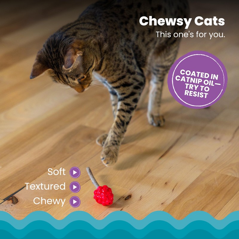 Catstages Dental Raspberry Teether with 4 Silvervine Sticks Included, Cat