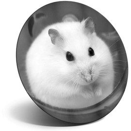 Destination Vinyl ltd Magnet for Refrigerator, Fridge BW - Cute Hamster Mouse Mice Rat for Office, Cabinet and Whiteboard, Magnetic Stickers, 38067