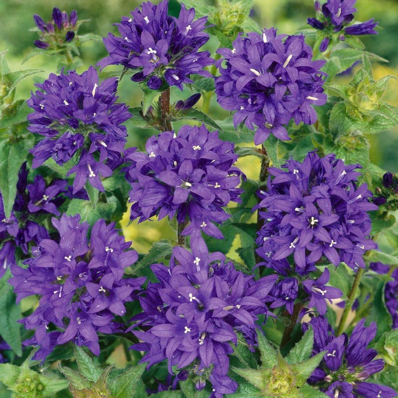Outsidepride Bellflower Campanula Glomerata Superba Plant Seed - 1000 Seeds