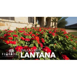 Lantana Dallas Red | 3 Large Gallon Size Plants | Lantana Camara | Flowering Perennial | Garden Colorful Bloom | Hardy Outdoor Decor | Vibrant Red Flowers