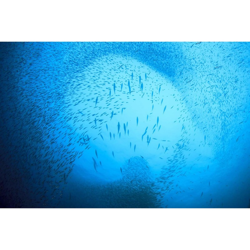 Season Kipper Snacks - Boneless Herring Fillets, No Salt Added,