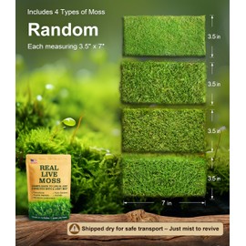 Live Moss 4-Pack (Each 3.5"x7") – Real Mixed Moss for Terrariums, Reptile Habitats, Fairy Gardens & Potted Plants – 4 Random Varieties, Easy to Revive, Natural Green Decor