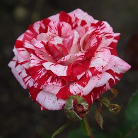 Heirloom Roses Rose Plant - Rock & Roll™ Multi Rose Bush, Grandiflora Live Plant for Planting Outdoors
