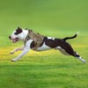 Tactical Dog Harness for Medium and Large Dogs No Pull