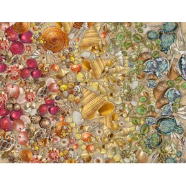 1000 Piece Jigsaw Puzzle - Natural History Museum - All styles of Sea Shells - Large puzzle 66 x 50 cm
