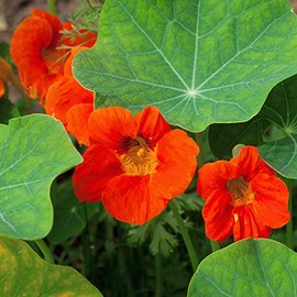Outsidepride Tropaeolum Nasturtium Mahogany Climbing, Vining, Flowering, Plants for Trellis, Fences, Arbors & More - 400 Seeds