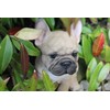 Vivid Arts Small French Bulldog