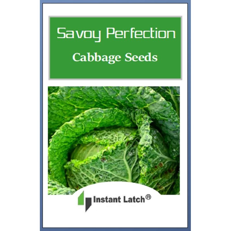 250 Savoy Perfection Cabbage Seeds | Non-GMO | Heirloom |