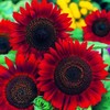 Red Sun Sunflower 50 Pcs Seeds - Helianthus Annuus Flowers