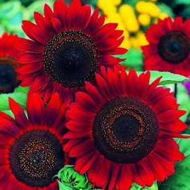 Red Sun Sunflower 50 Pcs Seeds - Helianthus Annuus Flowers