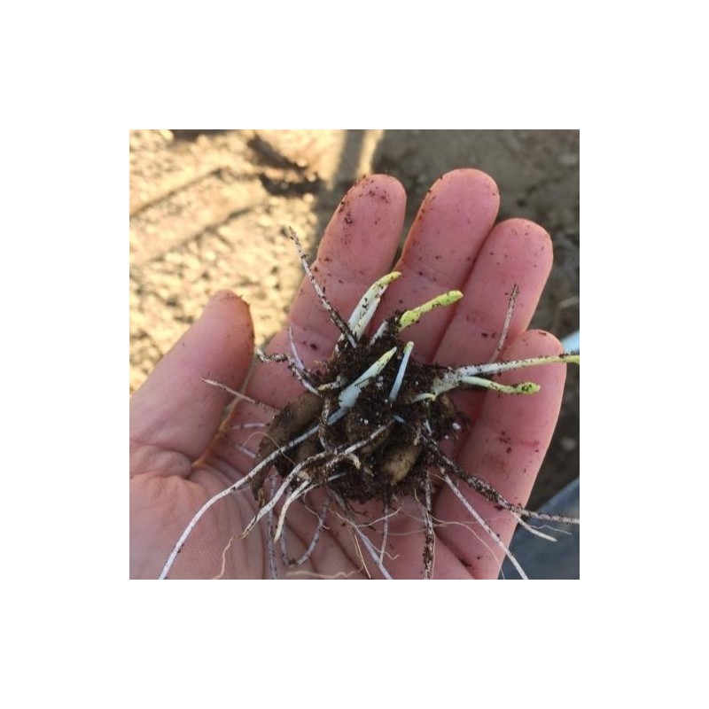 (10) LaBelle Champagne Ranunculus Corms Bulbs Tubers Spring Garden Flowers