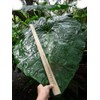 Mary’s Giant Colocasia - Elephant Ear - Taro – One