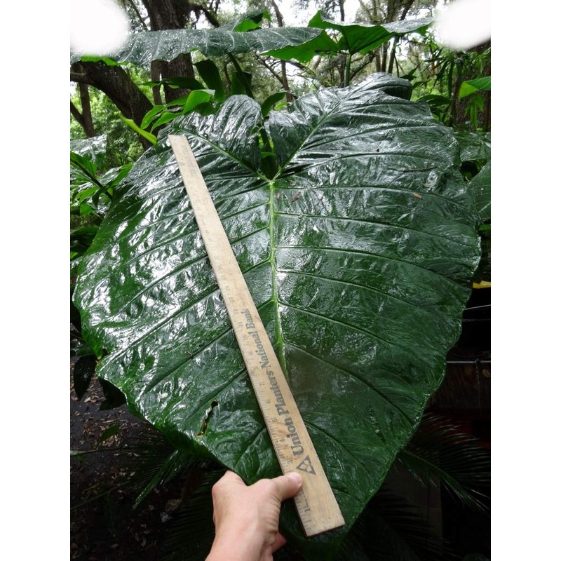 Mary’s Giant Colocasia - Elephant Ear - Taro – One