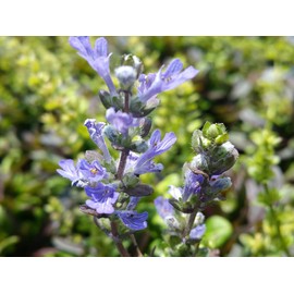 AJUGA Chocolate CHIP Bugleweed Valfreda Shade Garden Ground Cover Live Plant Blue Flowers Bronze Leaves Starter Size 4 Inch Pot Emeralds tm