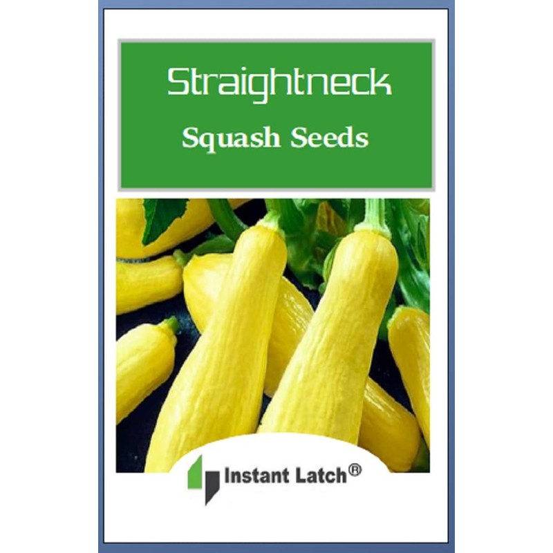 20 Straightneck Squash Seeds | Non-GMO | Fresh Garden Seeds