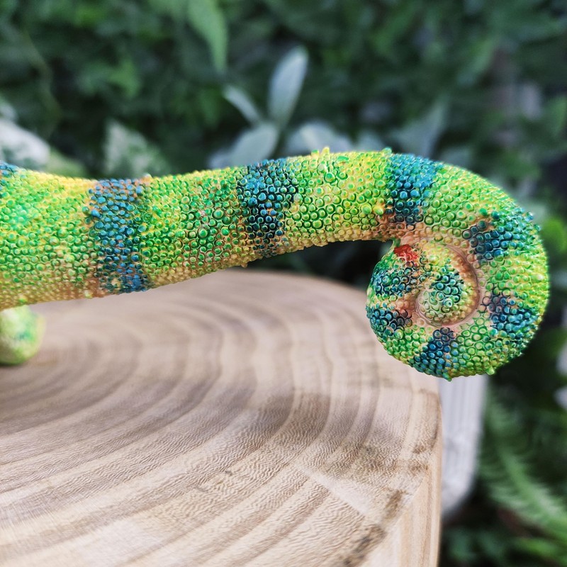 Vivid Arts - Chameleon - PP-CHAM-F