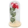 Rose in Glass Dome Lucky Beautiful Symbolism Romantic Enchanted Rose