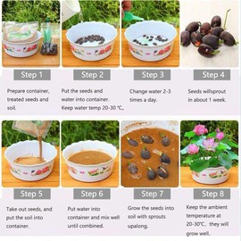 12Pcs Mixed Color Open Mouth Bowl Lotus Seeds - Stunning Water Plants for Indoor and Outdoor Bowls, Ponds, and Gardens