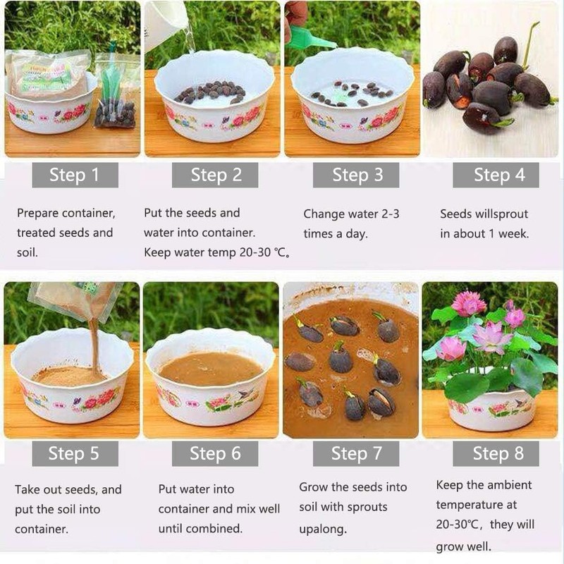 12Pcs Mixed Color Open Mouth Bowl Lotus Seeds - Stunning