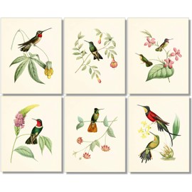 Vintage Hummingbird Art Prints - Wall Decor - (Set of 6) - 8 x 10 - Unframed