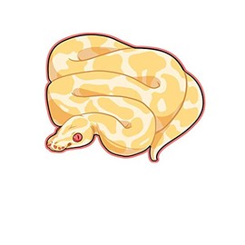 Albino Ball Python Window Truck Car Vinyl Bumper Sticker Decal 5'' x 4''
