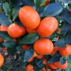 100+ Mandarin Orange Seeds Citrus Reticulata Blanco - Order Track