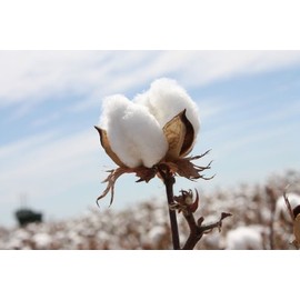 Cotton Seed Pure White, 8 Onces Over 1700 Seeds