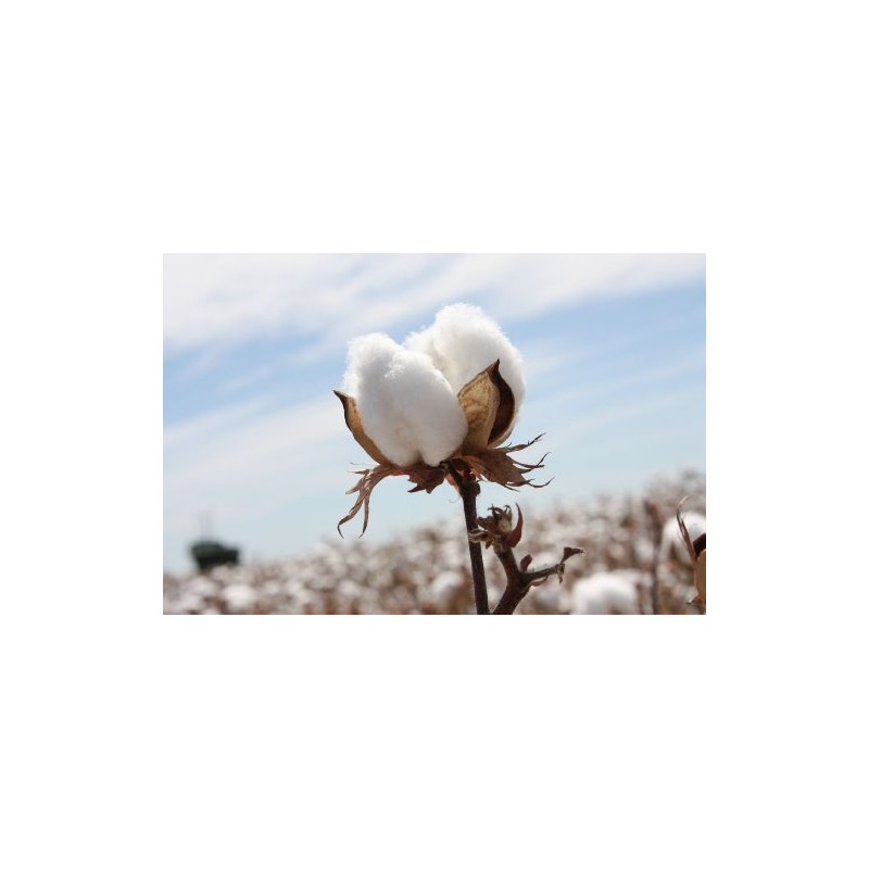 Cotton Seed Pure White, 8 Onces Over 1700 Seeds
